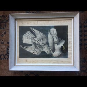 Audubon’s Iceland falcon unframed